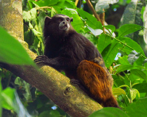 Brown-mantled tamarin